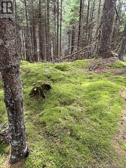 Hills Point Road Oak Bay — photo 8 of 16