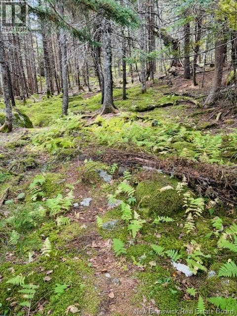 Hills Point Road Oak Bay — photo 9 of 16
