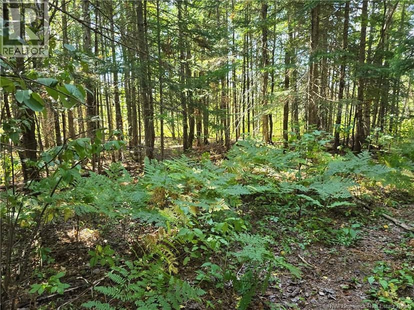14.97 acres Chemin Saulnier Ouest — photo 6 of 7