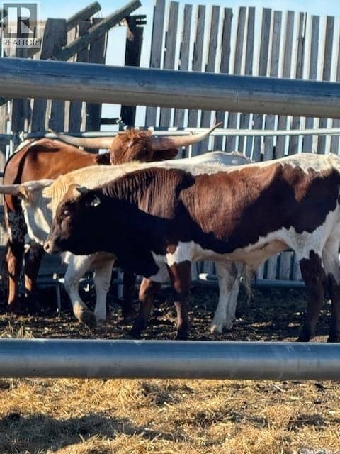 Kot Ranch — photo 35 of 37