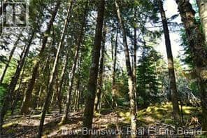 Welshpool Back Road — photo 9 of 15