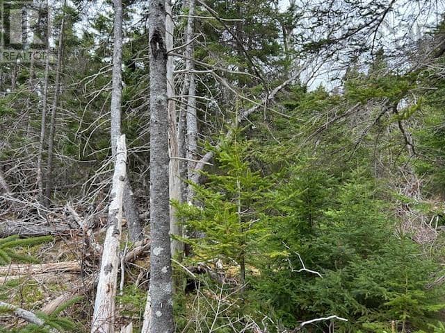 Cabot Trail — photo 12 of 19