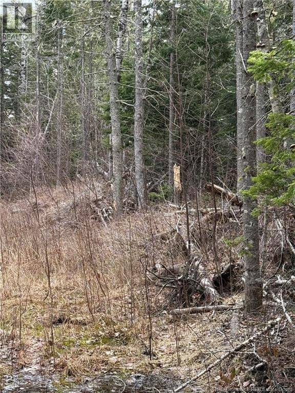 land Route 515, Saint-Paul, photo 4
