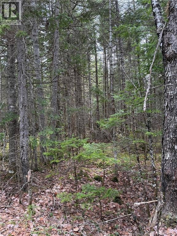 land Route 515, Saint-Paul, photo 5