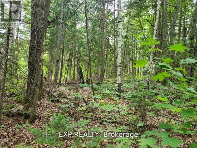 20 Peplinskie Homestead Road, Madawaska Valley, photo 2
