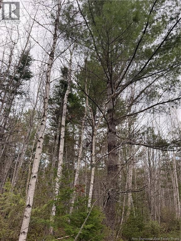 Lots McLaughlin Road — photo 6 of 10