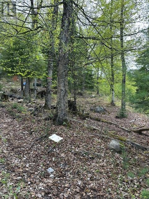 Tbd Bushwolf Lake Road — photo 13 of 14