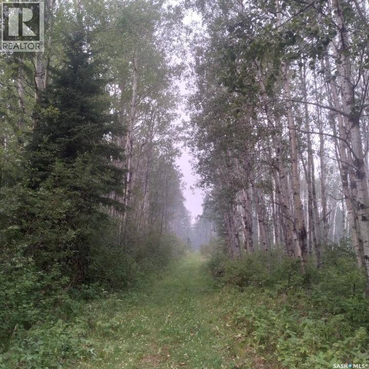 Delaronde Lake 30 Acres Forest — photo 12 of 17