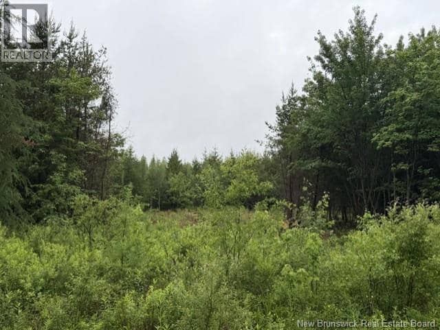 Lot 3 W P Black Lane, New Canaan, photo 7