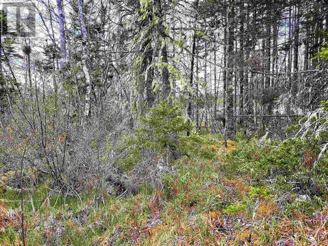 Lot Back Road, Voglers Cove, photo 6
