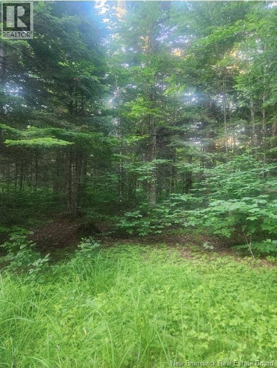 37.8 Hec Bettsburg Road — photo 5 of 19