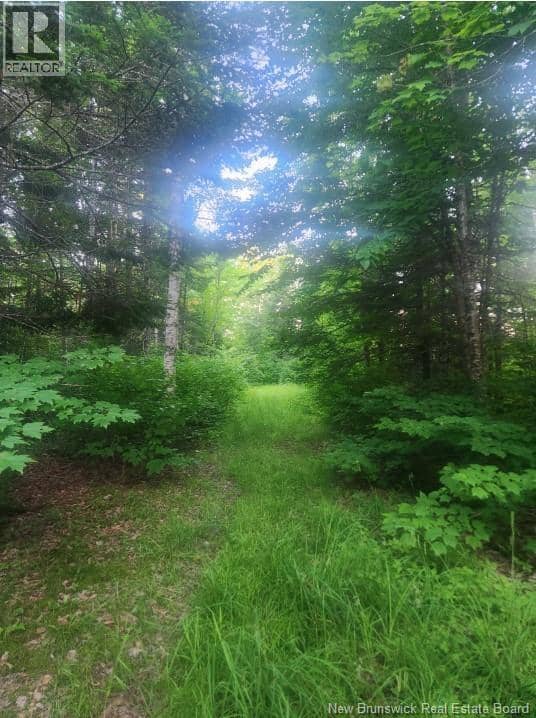 37.8 Hec Bettsburg Road — photo 6 of 19