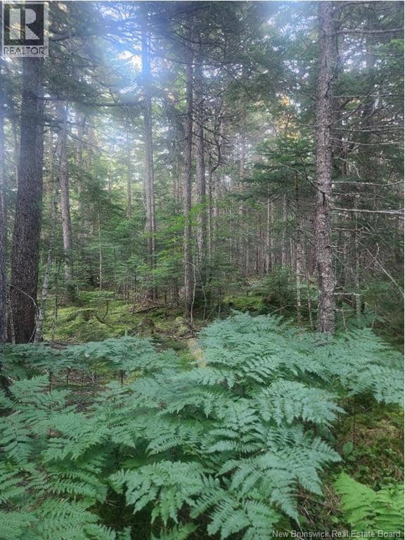 37.8 Hec Bettsburg Road — photo 4 of 19