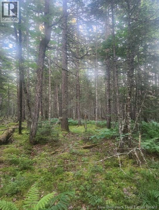 37.8 Hec Bettsburg Road — photo 14 of 19