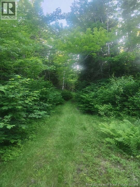 37.8 Hec Bettsburg Road — photo 12 of 19
