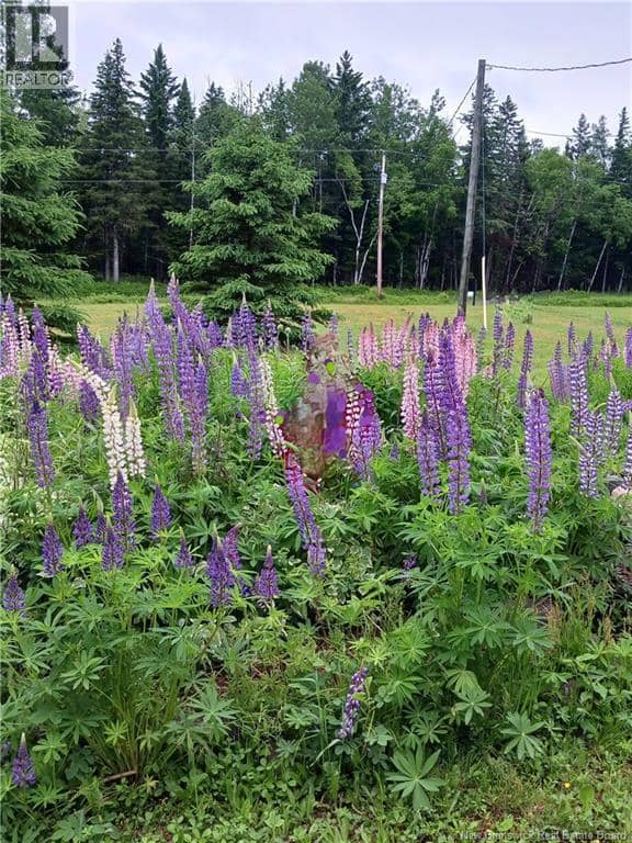 1496 Route 390 — photo 10 of 11