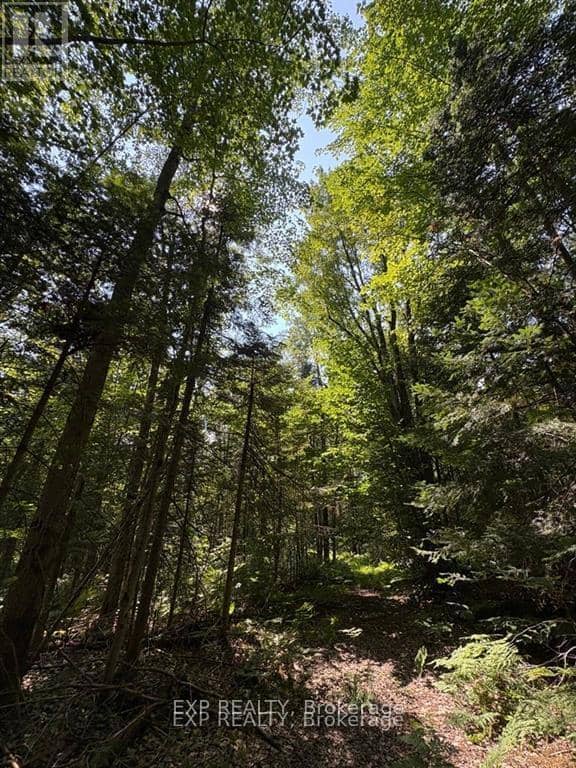 1 Lot 1 Concession 2 Part 4 Boundary Concession, Alfred and Plantagenet, photo 4
