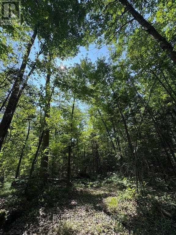 1 Lot 1 Concession 2 Part 4 Boundary Concession, Alfred and Plantagenet, photo 5