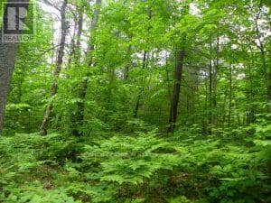 50 Acres In Muskoka North Of Bala - Pcl 31045, Muskoka Lakes, photo 4