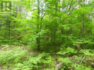 50 Acres In Muskoka North Of Bala - Pcl 31045, Muskoka Lakes, photo 5