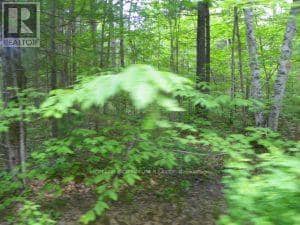 50 Acres In Muskoka North Of Bala - Pcl 31045, Muskoka Lakes, photo 6