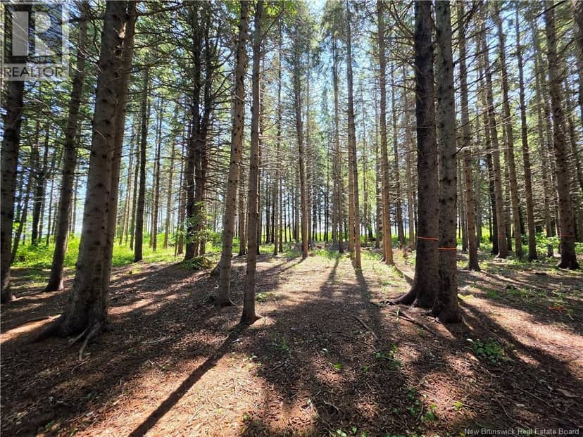 2.3 Acres Route 134, Petit-Rocher-Nord, photo 5