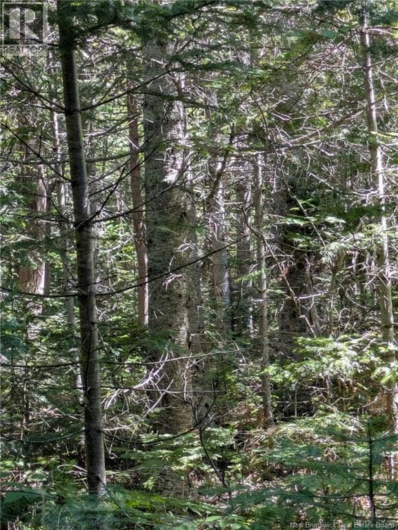 28 acres rue des Fondateurs, Petit-Paquetville, photo 7