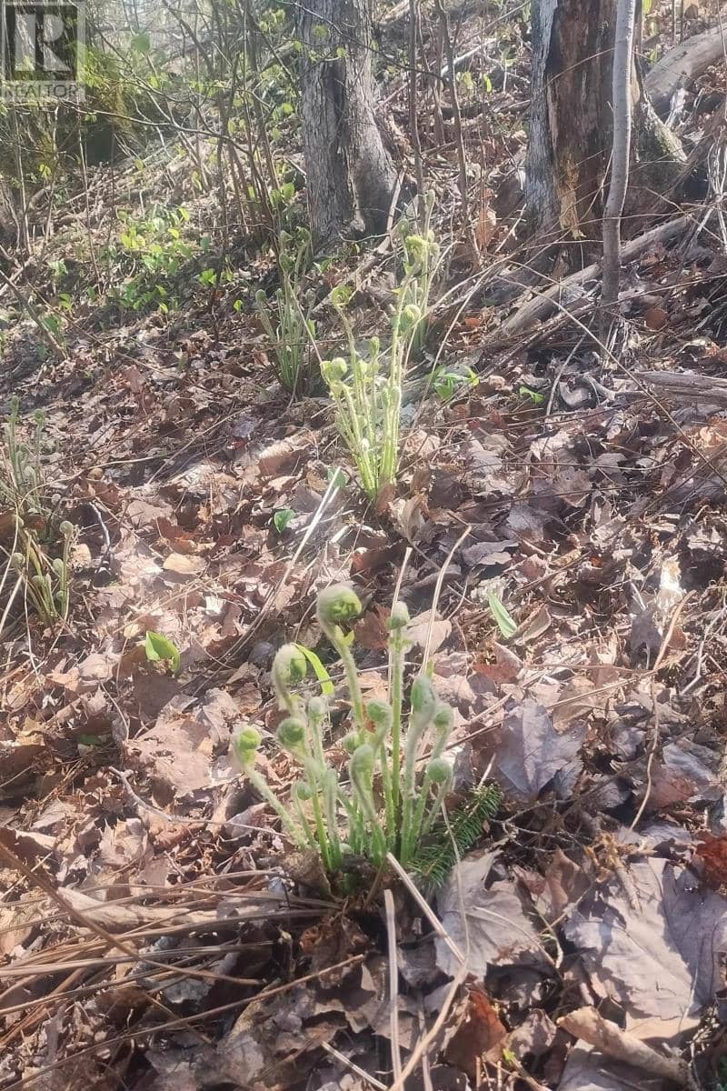 Lot 25-1 Highway 321 — photo 12 of 23