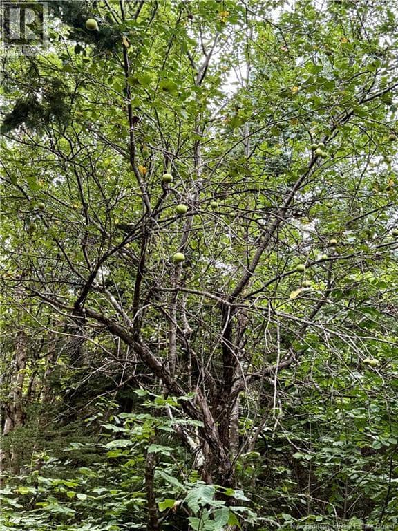Camp & Lot Nortondale Road — photo 38 of 40
