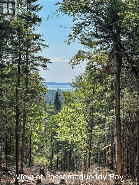 Land Chamcook Lake No 1 — photo 9 of 12