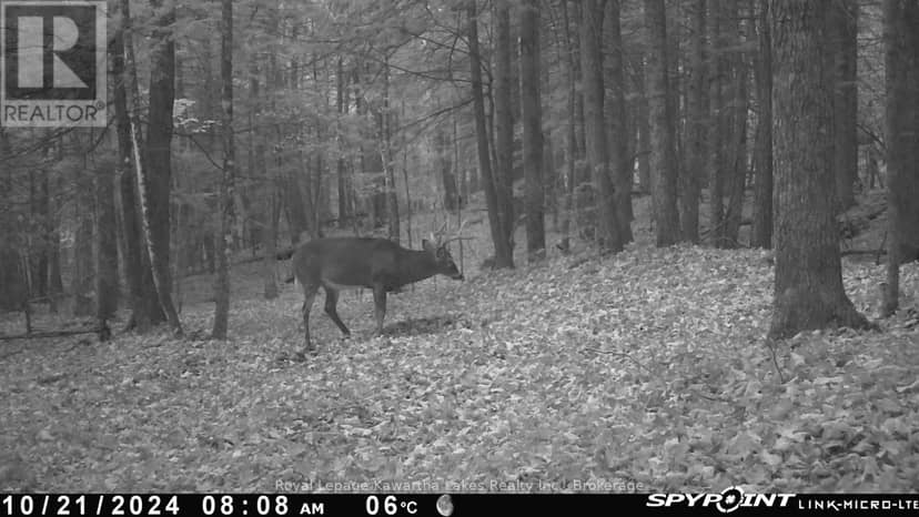 0 Crystal Lake Road — photo 5 of 19