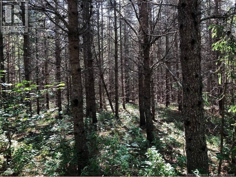 Lot 26-7 Route 495, Saint-Fabien, photo 3