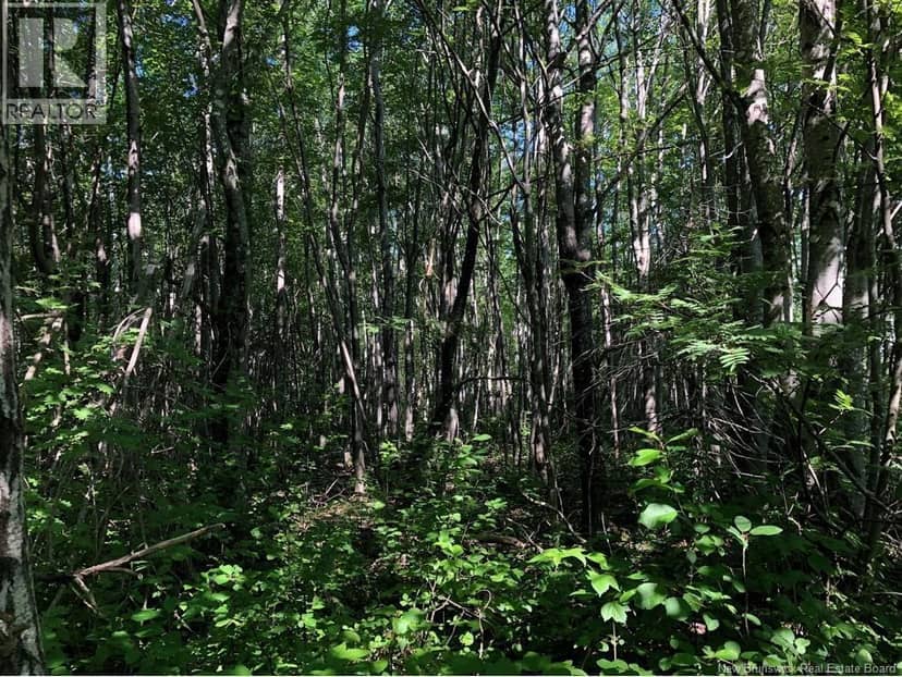 Lot 26-7 Route 495, Saint-Fabien, photo 4