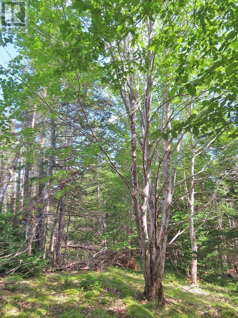 46 Acres Washabuck Road — photo 21 of 32