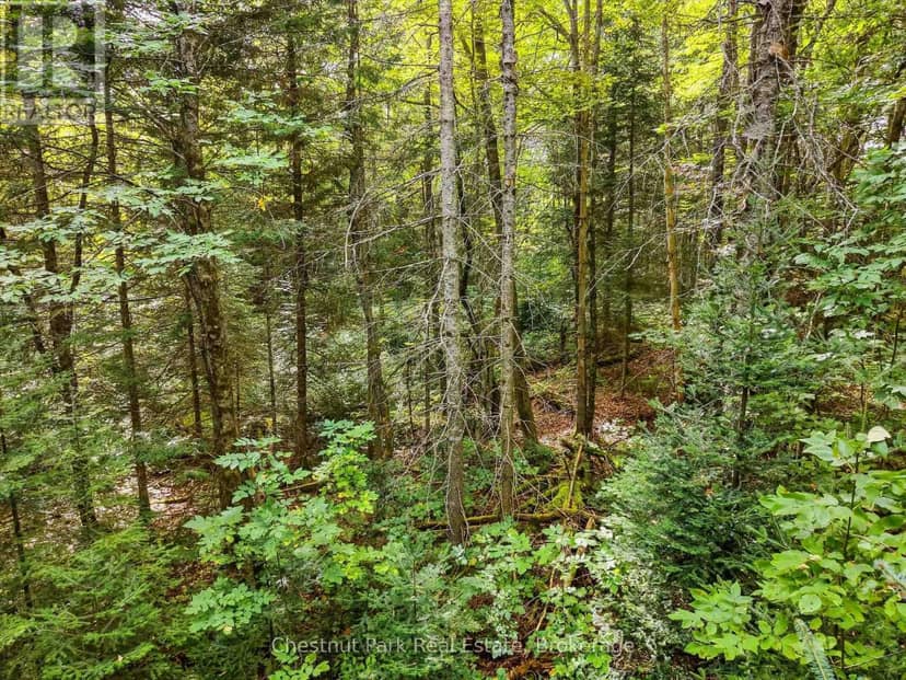 00 Paint Lake Road, Lake of Bays, photo 4