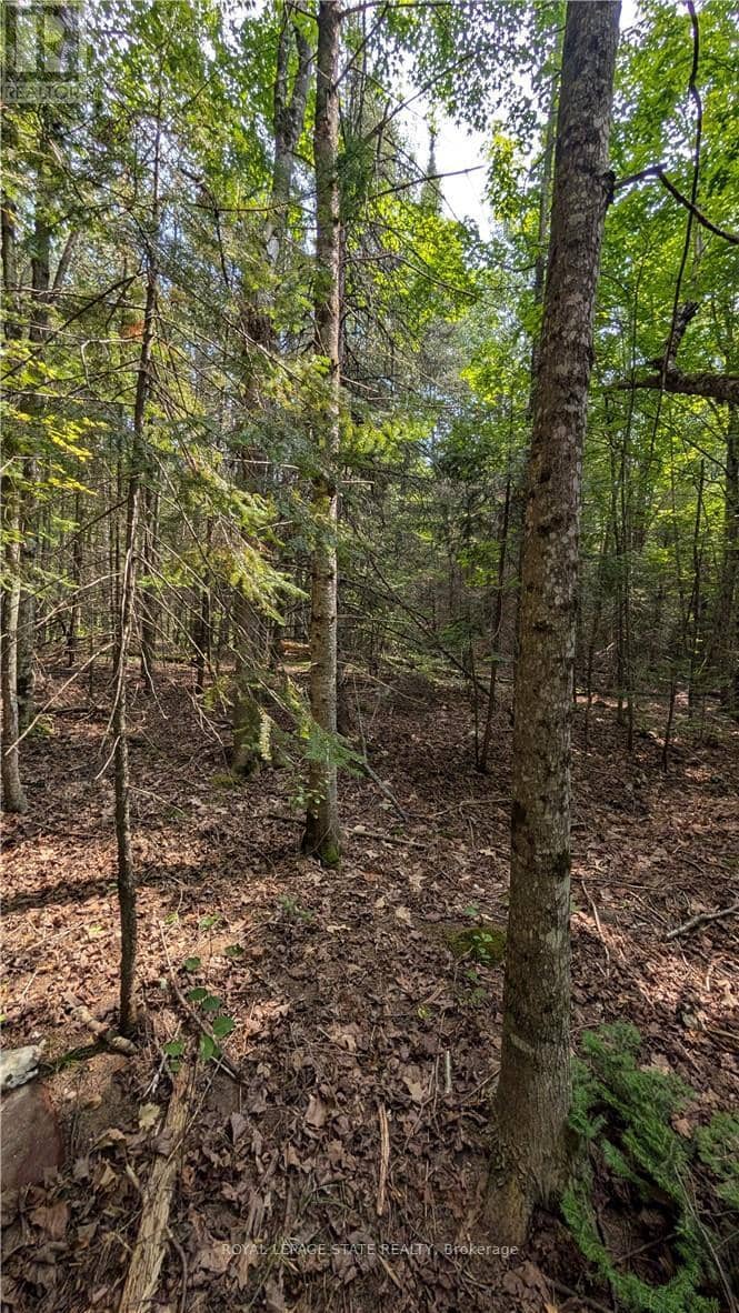 Lot 1 ON-17 / Trans Canada Highway, Plummer Additional, photo 5