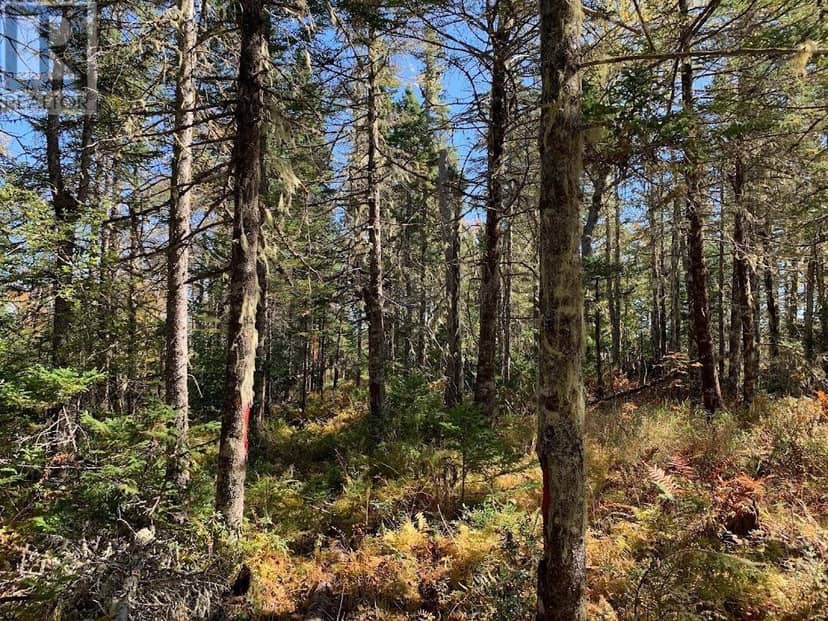 Lot 4 Pleasant River Preserve, Pleasant River, photo 4