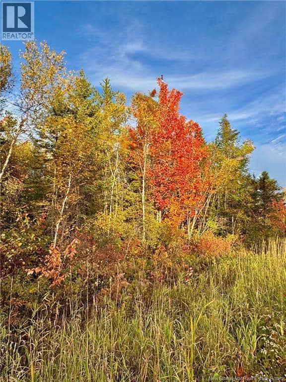Vacant Lot Route 430, Miramichi, photo 3