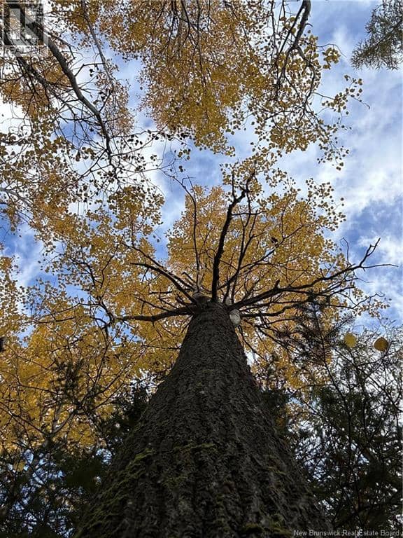 Lot NORTH BLACK RIVER — photo 4 of 14