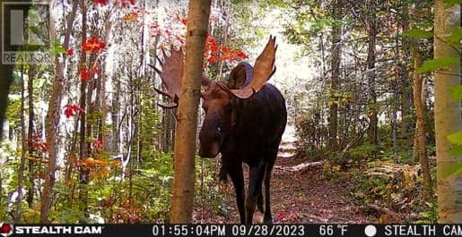 N/A Hwy 17/Beckerton Shooting Range Rd, Spanish, photo 3