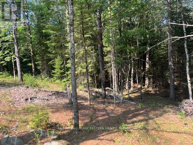 942 Balmer Road, North Kawartha, photo 6