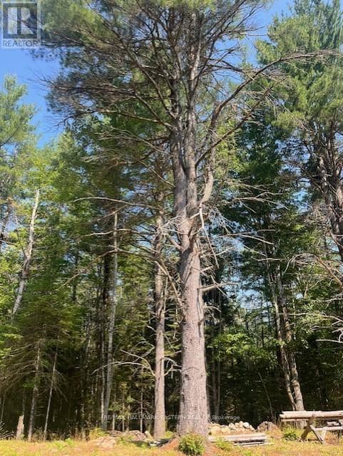 942 Balmer Road, North Kawartha, photo 7