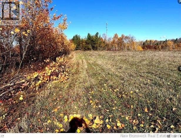 3 acres ch Eustache Hache, Saint-Isidore, photo 2