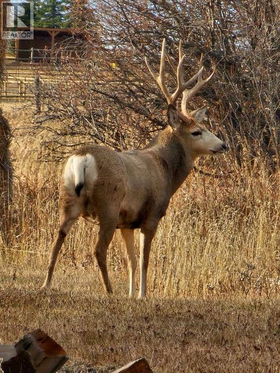 Hwy 783 Rural Foothills County — photo 18 of 27