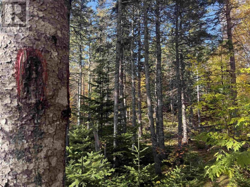 Cabot Trail, Skir Dhu, photo 5